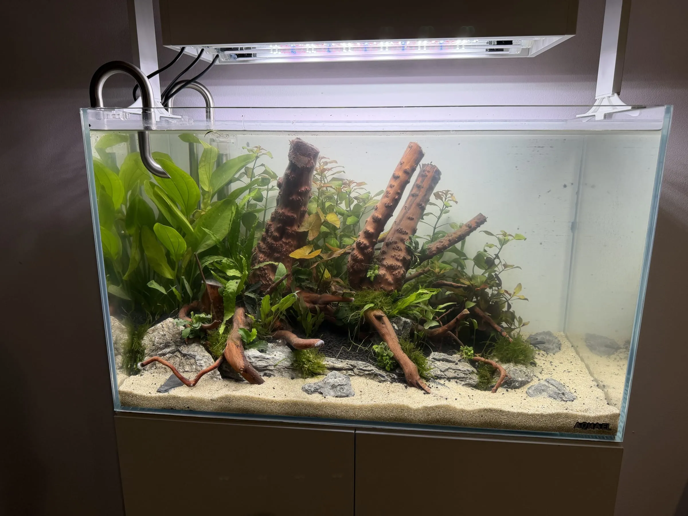 Korzenie spider wood — akwarium SP Aquatics