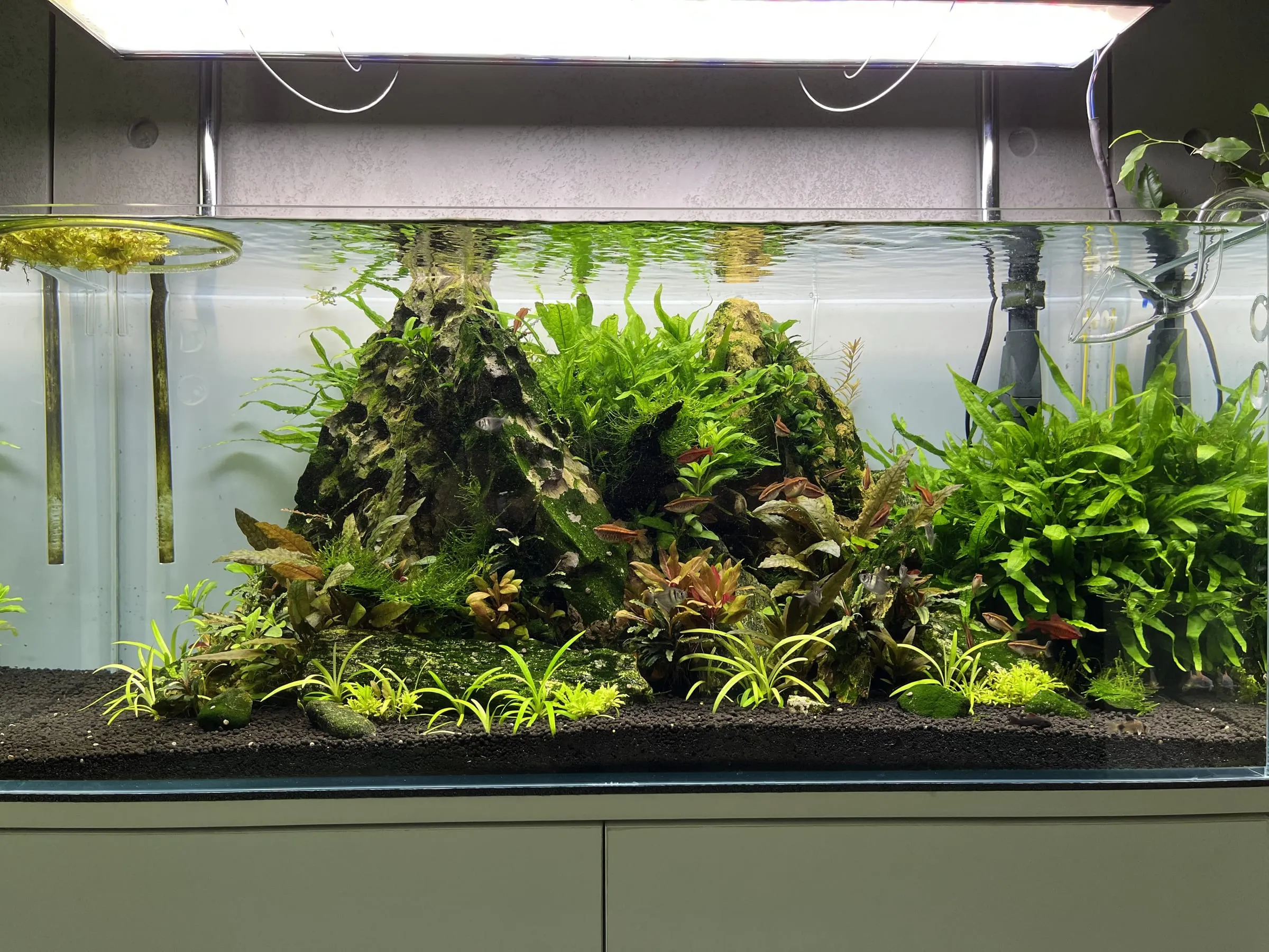 Górski krajobraz — akwarium SP Aquatics