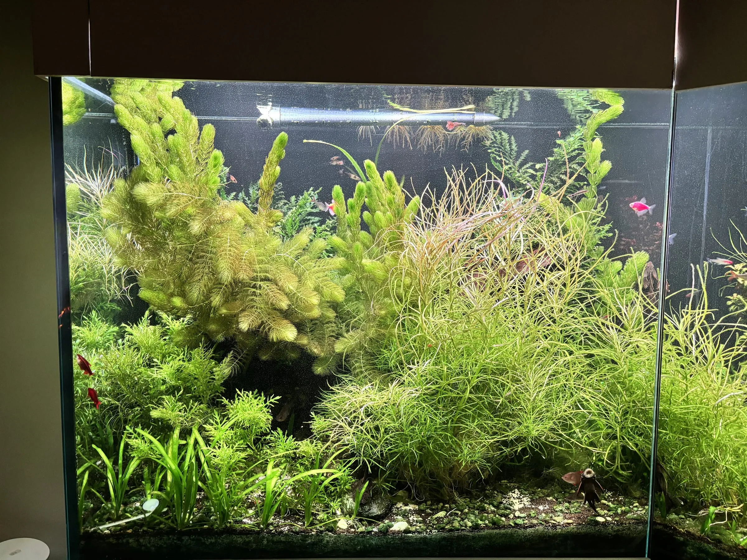 Czerwono-zielony ogród — akwarium SP Aquatics