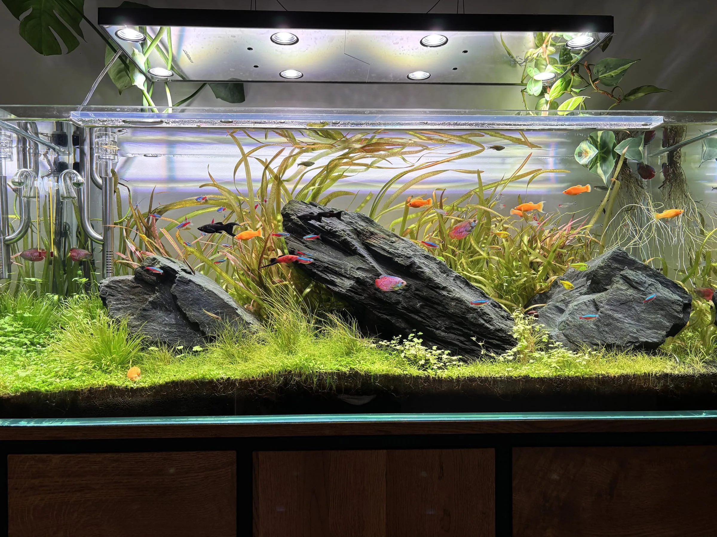 Iwagumi z kamieniem seiryu — akwarium SP Aquatics