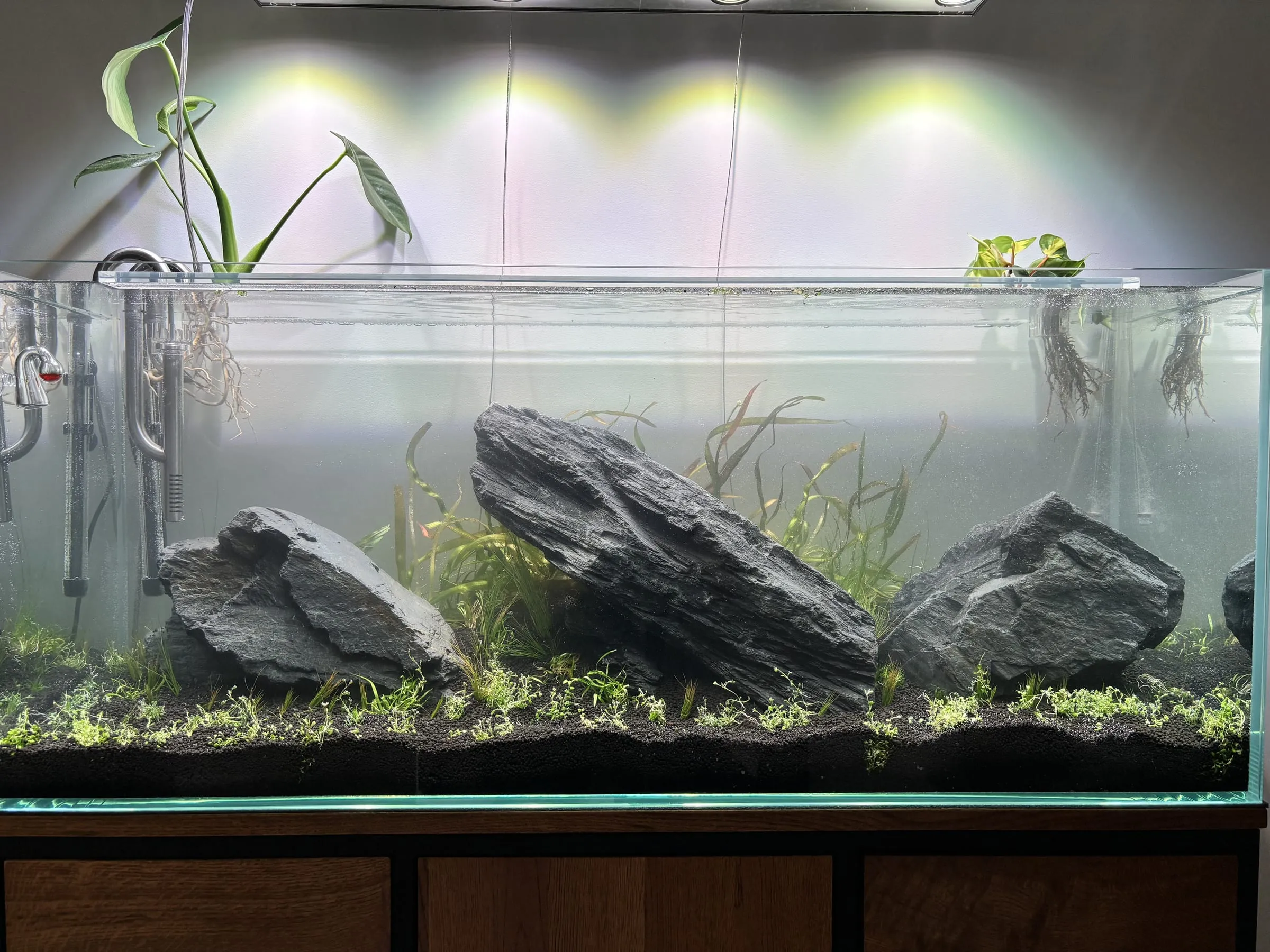 Iwagumi z kamieniem seiryu — etap 1