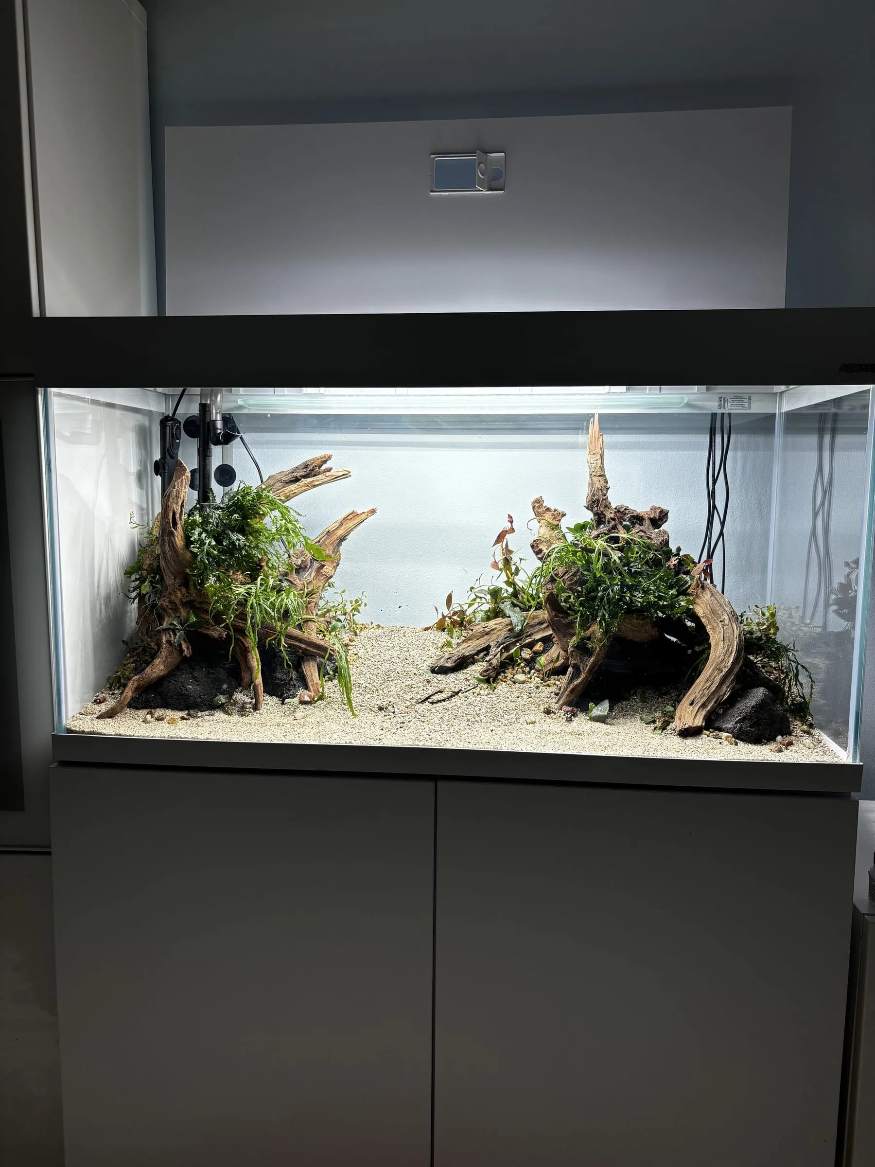 Dwa korzenie — etap 2