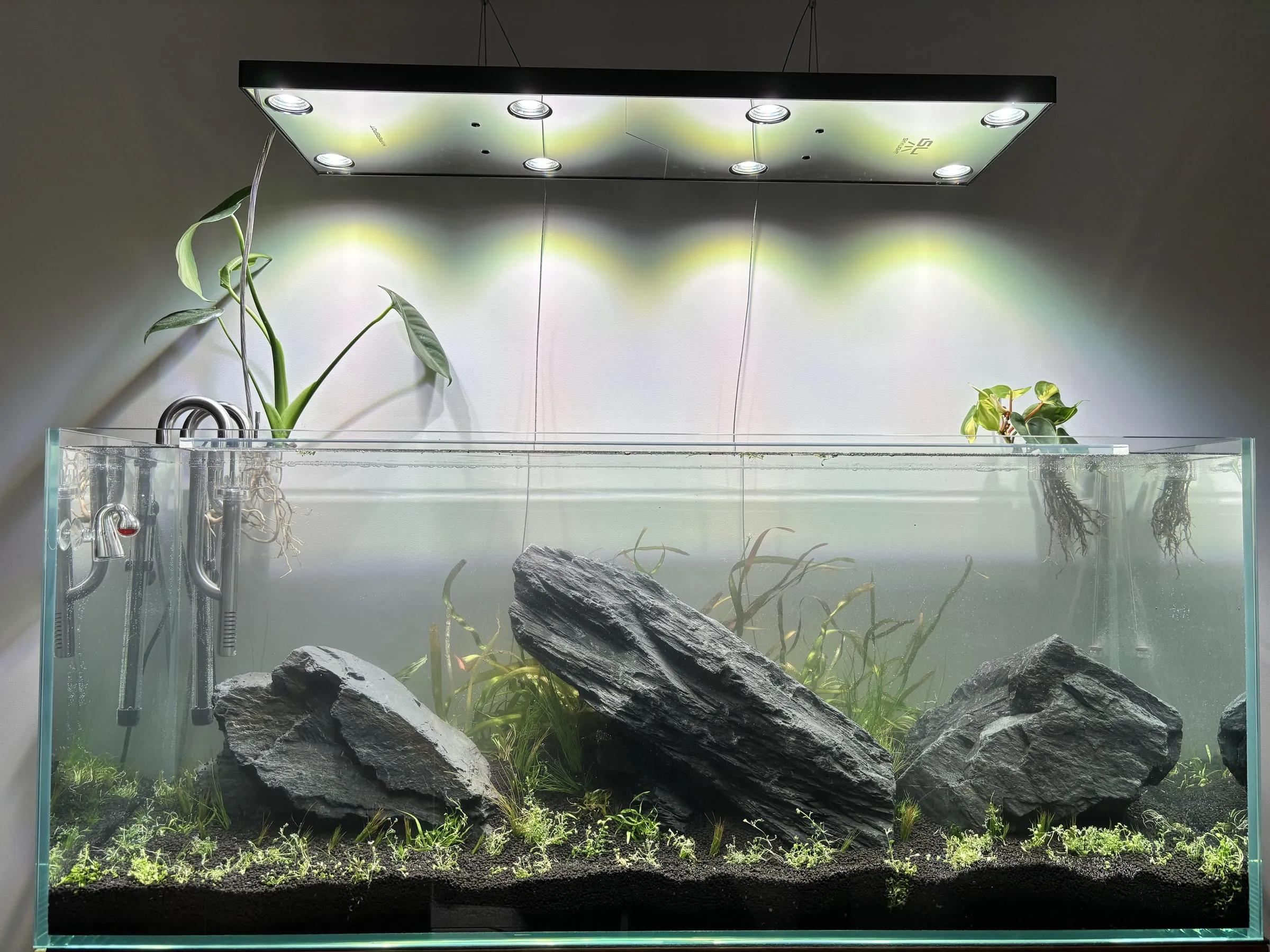 Iwagumi z kamieniem seiryu — etap 2