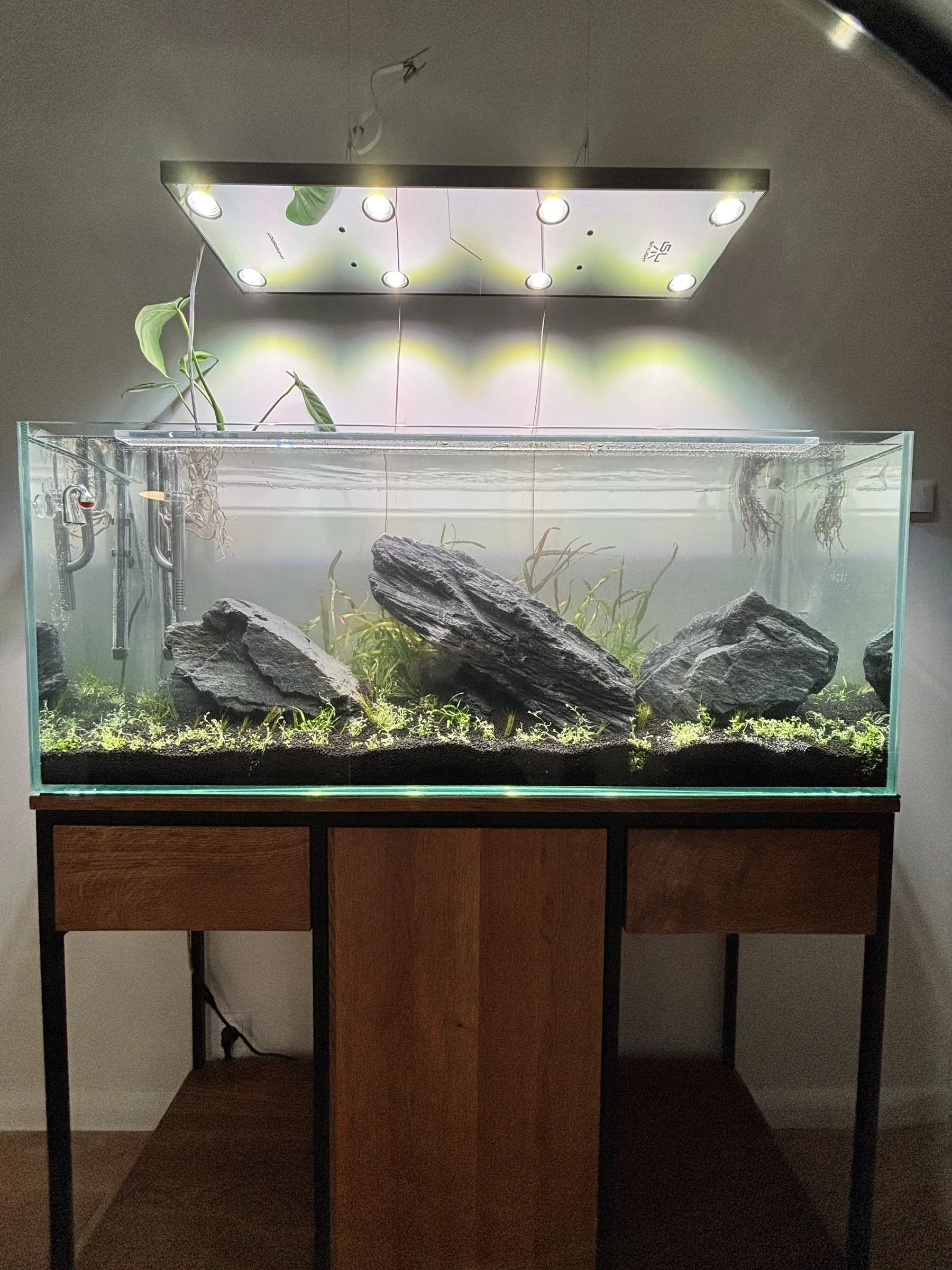 Iwagumi z kamieniem seiryu — etap 3