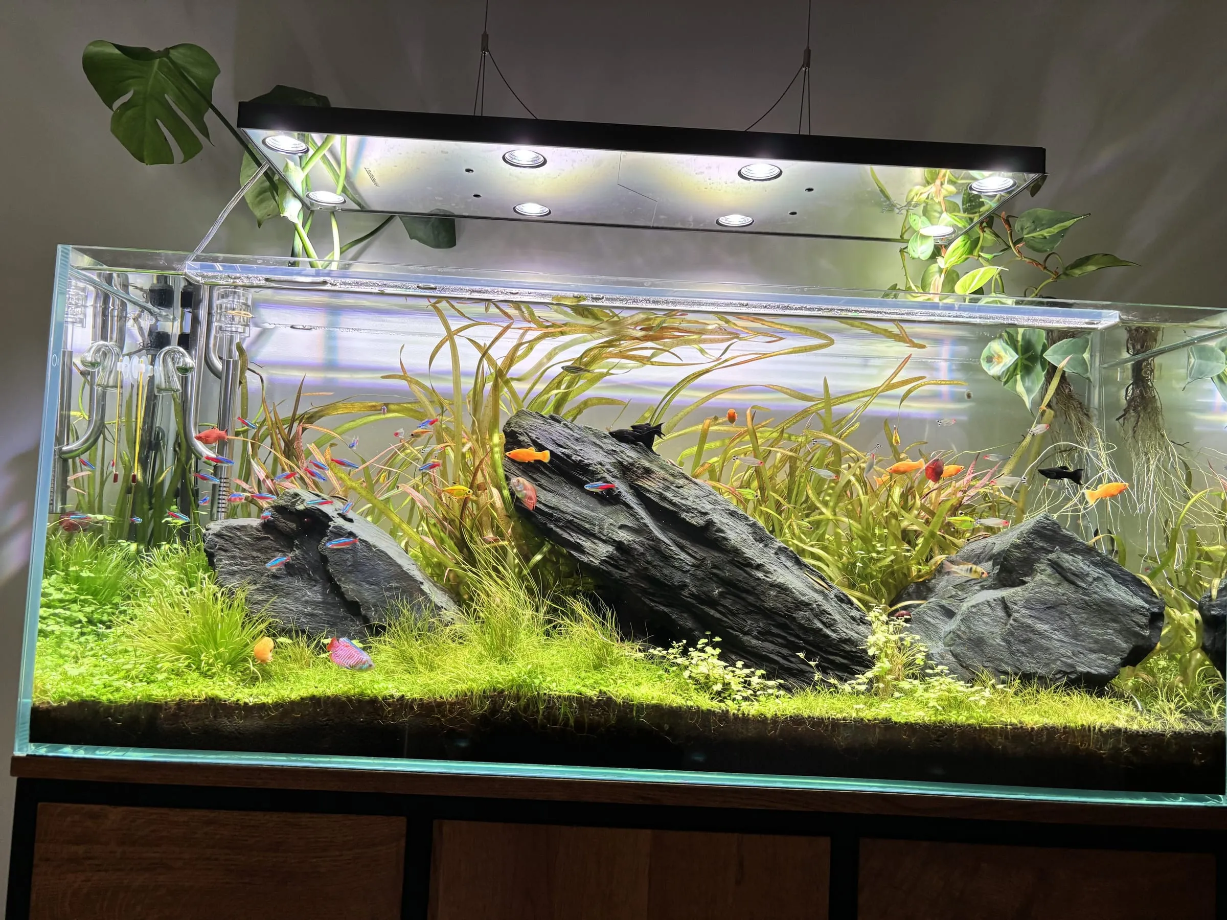 Iwagumi z kamieniem seiryu — etap 4