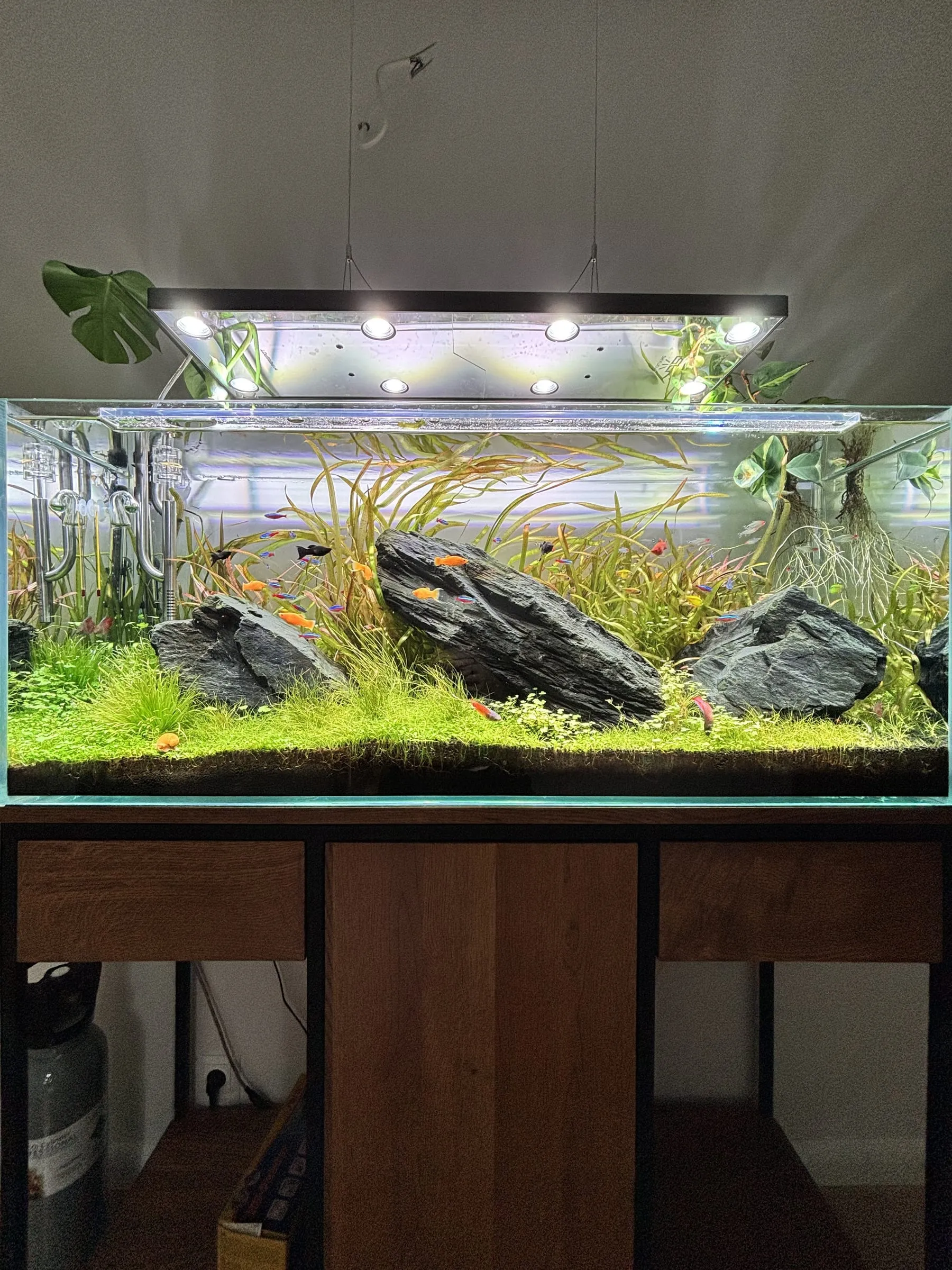 Iwagumi z kamieniem seiryu — etap 5