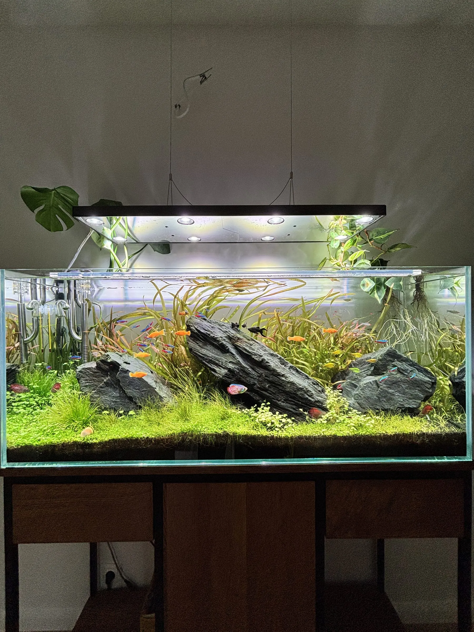 Iwagumi z kamieniem seiryu — etap 6