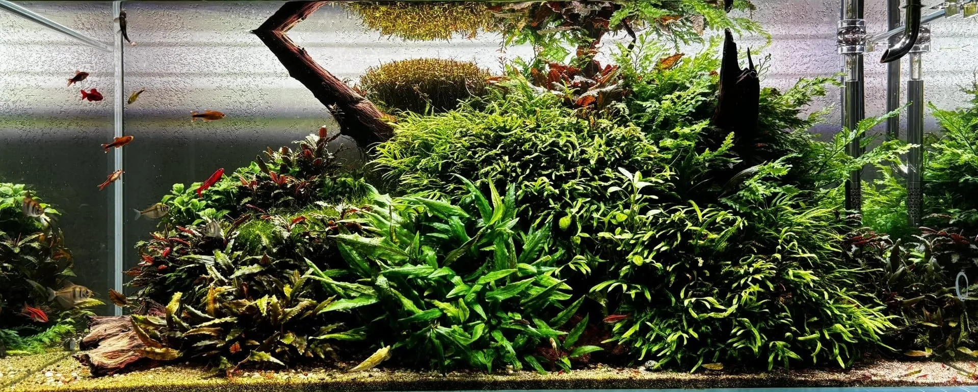 Akwarium SP Aquatics we wnętrzu