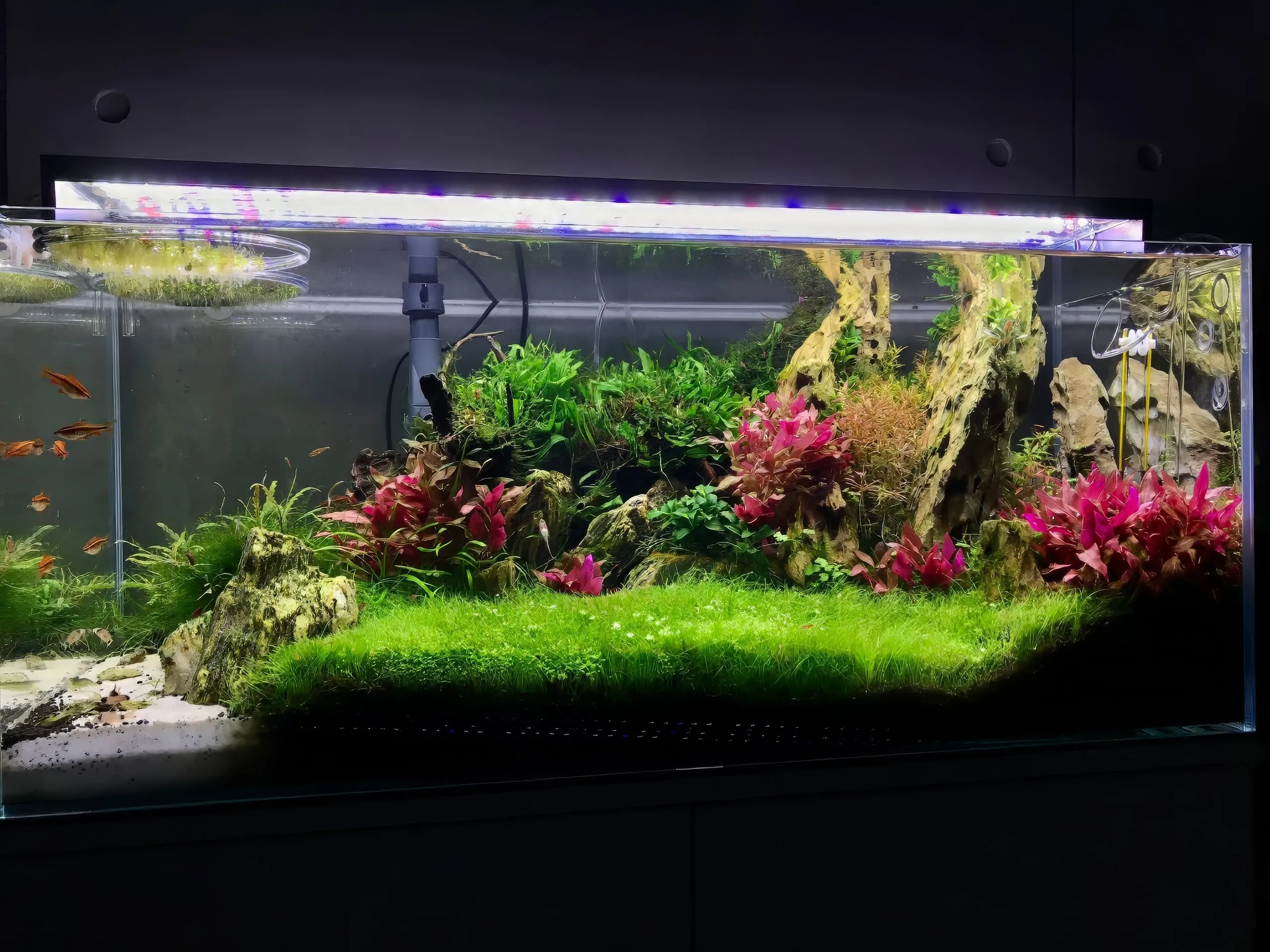 Akwarium roślinne zaprojektowane przez SP Aquatics