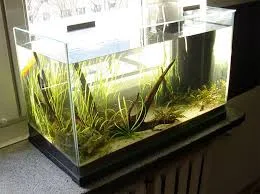 5 najczęstszych błędów w aquascapingu – jak ich unikać?