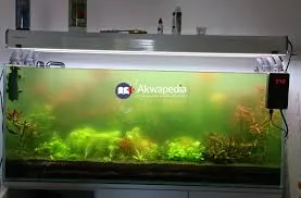 5 najczęstszych błędów w aquascapingu – jak ich unikać?
