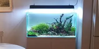 DIY w aquascapingu – jak zrobić własne tło, dekoracje i system CO₂?