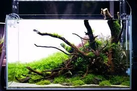 DIY w aquascapingu – jak zrobić własne tło, dekoracje i system CO₂?
