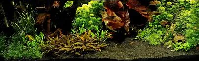5 najczęstszych błędów w aquascapingu – jak ich unikać?